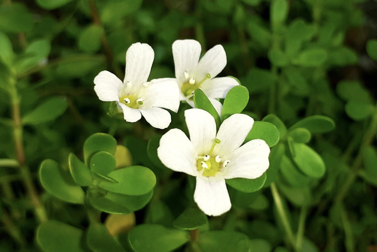 brahmi