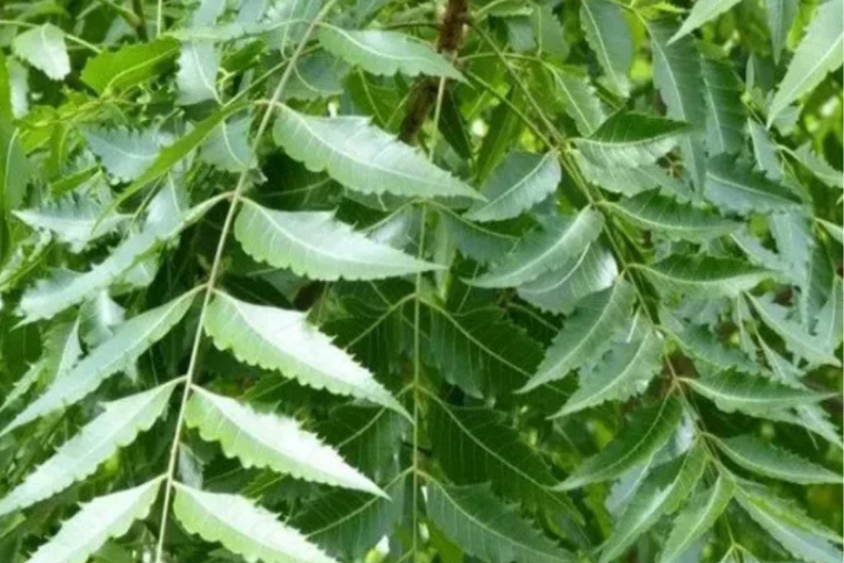 neem
